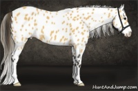 Horse Color:Buckskin Appaloosa