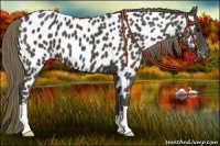 Horse Color:Smoky Black Appaloosa 