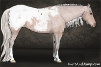 Horse Color:Silver Brown Near Fewspot 