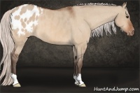 Horse Color:Silver Bay Dun Appaloosa 