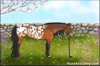 Horse Color:Brown Appaloosa
