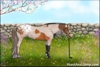 Horse Color:Brown Appaloosa  and Bay Appaloosa 