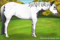 Horse Color:Black Splash Tobiano Frame