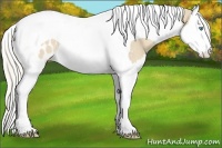 Horse Color:Cremello Splash Tobiano Appaloosa Rabicano 