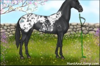 Horse Color:Black Appaloosa 