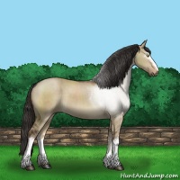 Horse Color:White Spotted Liver Red Dun Sabino 