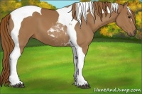 Horse Color:Chestnut Tobiano