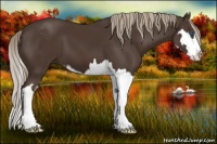 Horse Color:Liver Chestnut Sabino Splash Frame 