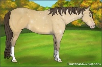 Horse Color:Amber Cream Champagne 