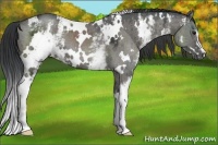 Horse Color:White Spotted Grullo Ice