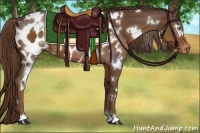Horse Color:White Spotted Liver Chestnut Appaloosa Rabicano