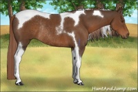 Horse Color:Liver Chestnut Tobiano Rabicano 