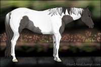 Horse Color:Smoky Black Tobiano Rabicano