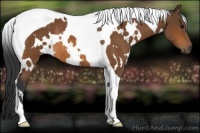 Horse Color:White Spotted Bay Tobiano Rabicano 
