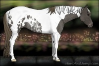 Horse Color:Smoky Blue Roan Tobiano Appaloosa Rabicano 