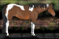 Horse Color:Bay Tobiano Appaloosa 