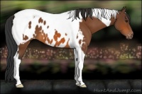 Horse Color:Bay Tobiano Appaloosa