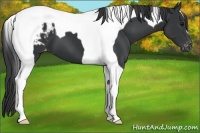 Horse Color:Black Tobiano Appaloosa 