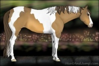 Horse Color:Buckskin Sabino Tobiano Varnish 