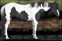 Horse Color:Black Tobiano 