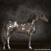 Horse Color:White Spotted Liver Chestnut