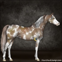 Horse Color:White Spotted Liver Chestnut Sabino