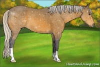 Horse Color:Silver Buckskin 