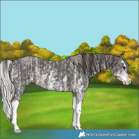 Horse Color:Platinum White Spotted Chocolate Palomino Dun Sabino Splash  and Platinum Liver Chestnut Sabino Splash 