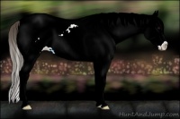 Horse Color:White Spotted Smoky Black Ice Splash Appaloosa 