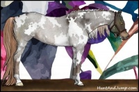 Horse Color:White Spotted Liver Chestnut