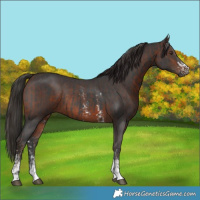 Horse Color:Gray Liver Chestnut Sabino  and Bay Sabino Rabicano 