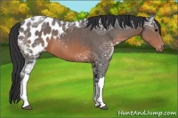 Horse Color:Brown Ice Appaloosa 