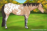Horse Color:Bay Ice Roan Appaloosa 