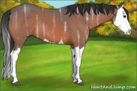 Horse Color:Brown Ice Splash 