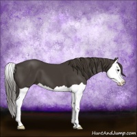 Horse Color:Smoky Black Splash 
