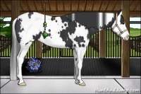 Horse Color:White Spotted Black Splash