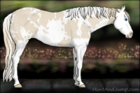 Horse Color:White Spotted Smoky Creme Splash
