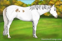 Horse Color:White Spotted Palomino Splash Tobiano
