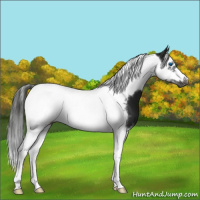 Horse Color:Gray Smoky Blue Roan Splash Tobiano Frame Appaloosa 