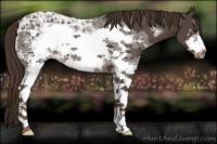Horse Color:White Spotted Liver Chestnut Ice Frame 