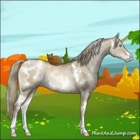 Horse Color:White Spotted Liver Red Dun Pearl Mushroom Sabino Brindle