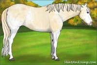 Horse Color:White Spotted Palomino Ice Roan Splash