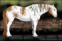 Horse Color:White Spotted Chestnut 