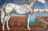 Horse Color:White Spotted Liver Chestnut Ice Pearl Mushroom Sabino Splash Appaloosa 