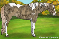 Horse Color:Gray Palomino Ice Dun Splash Tobiano Appaloosa