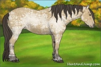 Horse Color:Buckskin Ice 