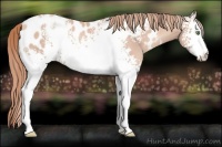 Horse Color:White Spotted Gold Champagne Appaloosa