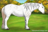 Horse Color:White Spotted Chestnut 