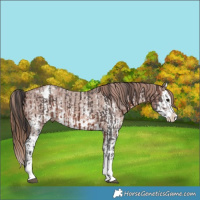 Horse Color:Brown Sabino Splash Appaloosa  and Chestnut Sabino Splash Appaloosa 