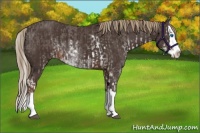 Horse Color:Liver Chestnut Sabino Splash Varnish  and Liver Chestnut Sabino Splash 